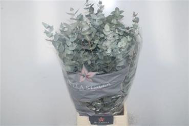 Vollsortiment - Eucalyptus gunii CINEREA - 1 Bund